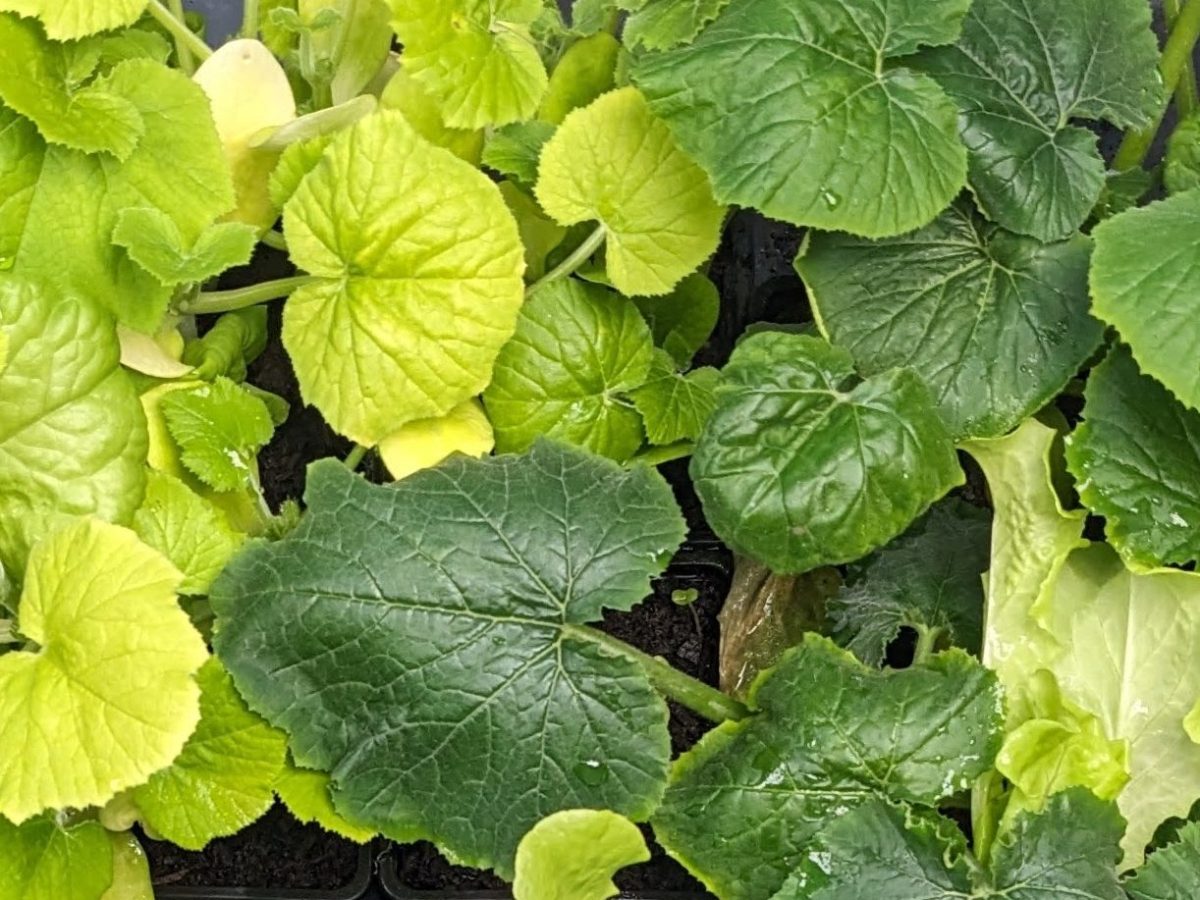 Essential Plant Nutrients: What Plants Need and Why