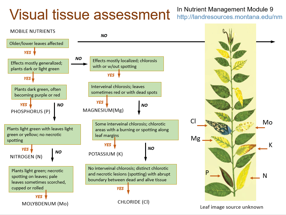 Flowchart for visual tissue assessment of immobile nutrient deficiencies in plants, outlining symptoms related to mobile nutrients such as nitrogen, phosphorus, potassium, magnesium, chloride, and molybdenum. Image from Montana State University.