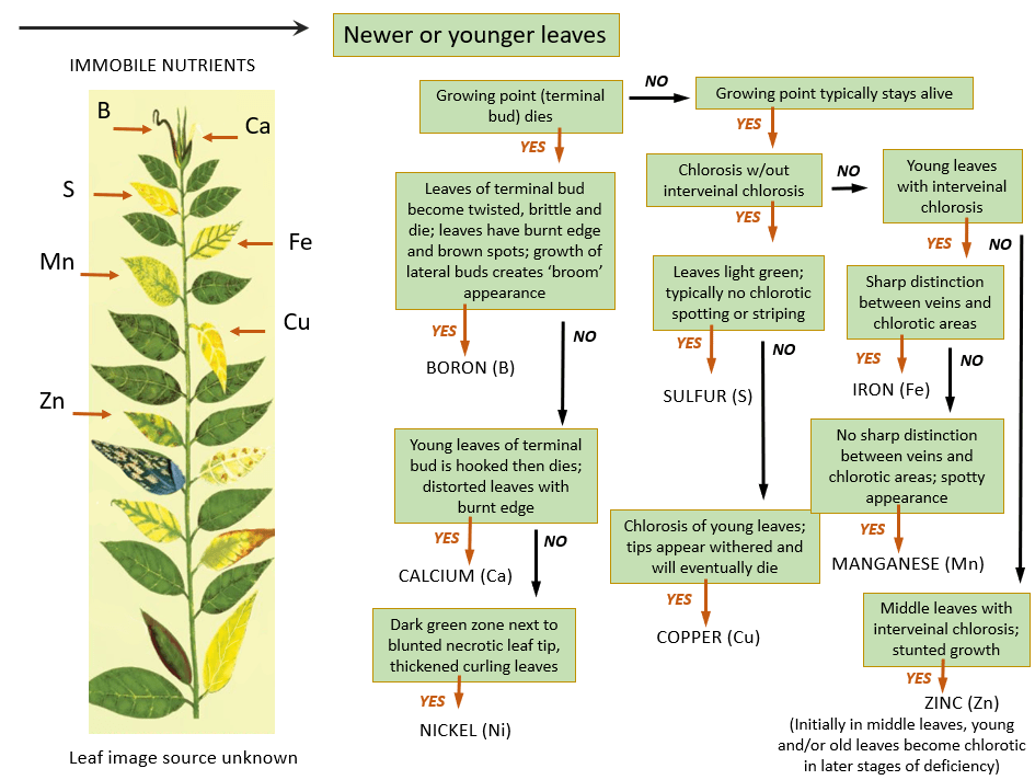 Flowchart for identifying nutrient deficiencies in plants, focusing on symptoms in newer or younger leaves for various immobile nutrients, including boron, calcium, nickel, sulfur, copper, iron, manganese, and zinc.